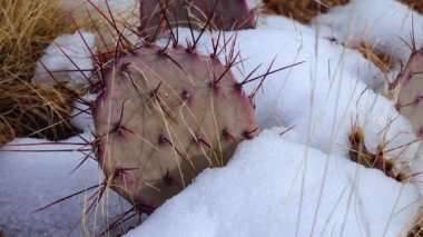Arizona Kaktüsü. Mor dikenli armut, siyah dikenli bezelye (Opuntia makrocentra), kışın kaktüs dağlarda, yerde kar.
