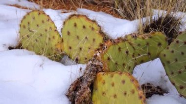 Arizona Kaktüsü. Mor dikenli armut, siyah dikenli bezelye (Opuntia makrocentra), kışın kaktüs dağlarda, yerde kar.