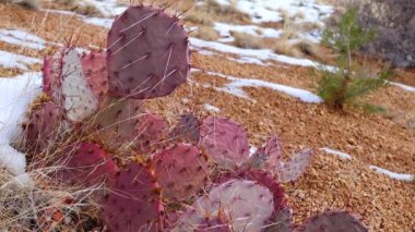 Arizona Kaktüsü. Mor dikenli armut, siyah dikenli bezelye (Opuntia makrocentra), kışın kaktüs dağlarda, yerde kar.