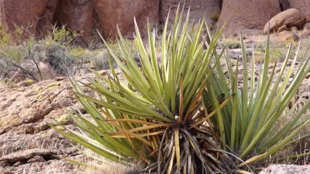 Yucca Cacti Paisaje Montañoso Los Acantilados Rojos California — Vídeos de Stock