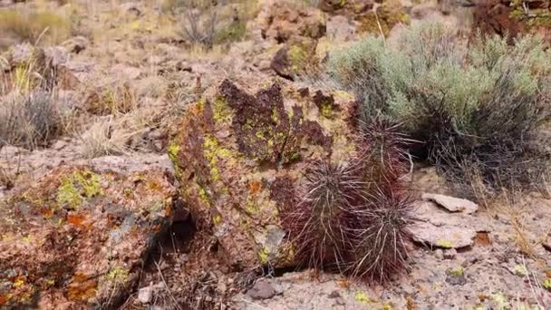 Engelmann Hedgehog Cactus Echinocereus Engelmannii Arizona Cacti — 图库视频影像