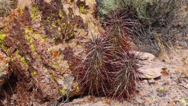 Engelmann Hedgehog Cactus Echinocereus Engelmannii Arizona Cacti — Stock Video