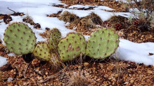Arizona Cacti Púrpura Pera Espina Dorsal Negra Opuntia Macrocentro Cactus — Vídeos de Stock