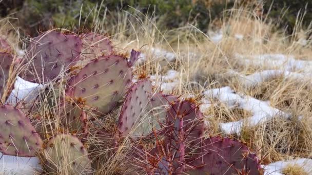 亚利桑那州Cacti 紫色的刺梨子 黑色的刺豌豆 冬季的山里仙人掌 地上的雪 — 图库视频影像