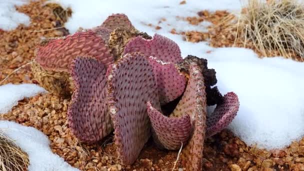 Arizona Cacti Pois Piquant Opuntia Macrocentra Cactus Hiver Dans Les — Video