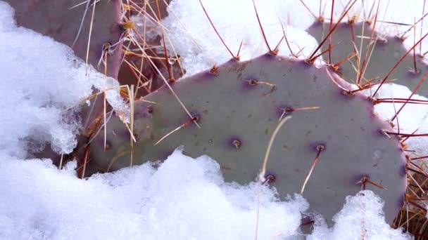 アリゾナ サボテン 紫紅色の梨 黒い背骨のとげのあるエンドウ豆 Opuntia Macrocentra 山の冬のサボテン 地面の雪 — ストック動画