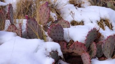 Arizona Kaktüsü. Mor dikenli armut, siyah dikenli bezelye (Opuntia makrocentra), kışın kaktüs dağlarda, yerde kar.
