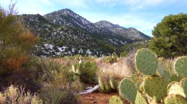 Karda dağlar. Arizona dağlarında dolu yağan bir kar fırtınasının sonuçları. Çöl bitkileri ve kaktüsleri soğuktan muzdariptir.