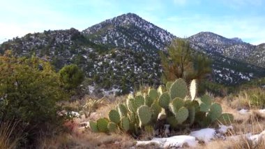 Karda dağlar. Arizona dağlarında dolu yağan bir kar fırtınasının sonuçları. Çöl bitkileri ve kaktüsleri soğuktan muzdariptir.