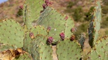 Mor dikenli armut, siyah dikenli bezelye (Opuntia makrocentra), kışın dağlarda kaktüs, yerde kar. Arizona Kaktüsü