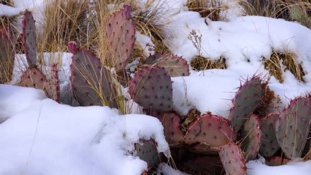 Arizona Cacti Pera Spinosa Viola Pisello Spinoso Nero Opuntia Macrocentra — Video Stock