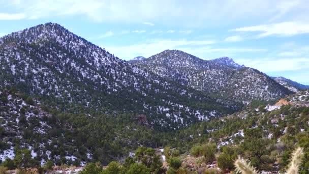 在雪地里的山脉亚利桑那州山区一场暴风雪的后果是冰雹 沙漠植物和仙人掌受寒冷的影响 — 图库视频影像