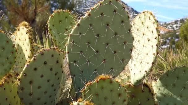 Pera Espinosa Púrpura Espina Dorsal Negra Guisante Opuntia Macrocentra Cactus — Vídeos de Stock