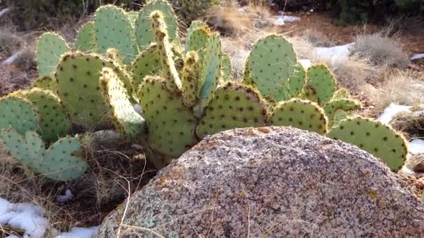 Pera Espinosa Púrpura Espina Dorsal Negra Opuntia Macrocentra Cactus Invierno — Vídeos de Stock