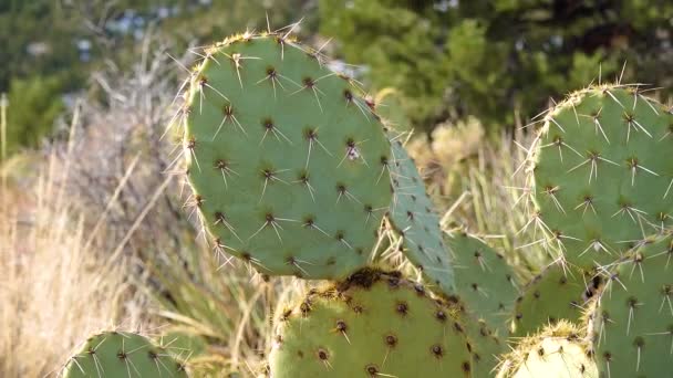 Lila Kaktusfeige Schwarze Kaktusfeige Opuntia Macrocentra Kakteen Winter Den Bergen — Stockvideo