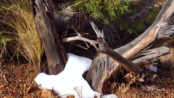 Arizona Dağlarında Dolu Yağan Kar Fırtınası Çöl Bitkilerinin Arasında Buz — Stok video