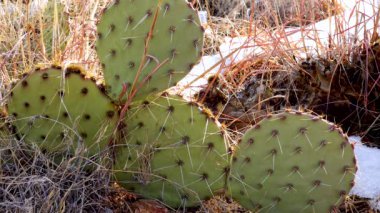 Mor dikenli armut, siyah dikenli bezelye (Opuntia makrocentra), kışın kaktüs dağlarda, yerde kar.