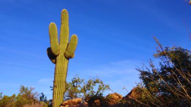 Bir Saguaro kaktüs carnegia carnegigantia 'sına tabanından bakmak. Arizona kaktüsü.. 