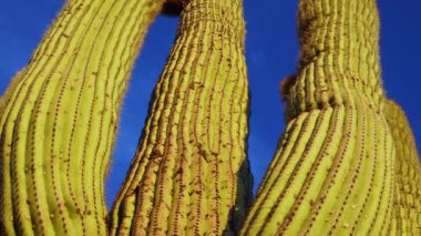 A view looking up a Saguaro cactus carnegia gigantia from its base. Arizona cacti. 