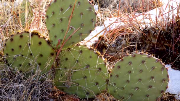 Fico Spinoso Porpora Pisello Spinoso Nero Opuntia Macrocentra Cactus Inverno — Video Stock