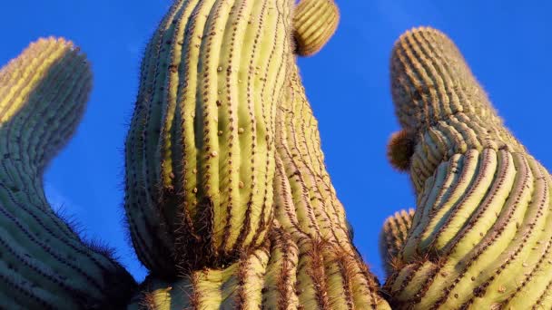 View Looking Saguaro Cactus Carnegia Gigantia Its Base Arizona Cacti — Vídeo de stock