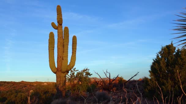 Tittar Upp Saguaro Kaktus Carnegia Gigantia Från Dess Bas Kaktusar — Stockvideo