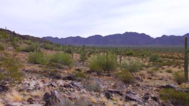Arizona 'da büyük bir kaktüs mavi gökyüzüne karşı, çöl manzarası. Çölde Saguaro Kaktüsleri (Carnegiea gigantea), ABD