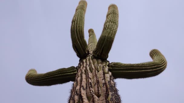View Looking Saguaro Cactus Carnegiea Gigantea Its Base 애리조나 선인장 — 비디오