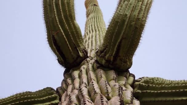 Tittar Upp Saguaro Kaktus Carnegiea Gigantea Från Dess Bas Kaktusar — Stockvideo