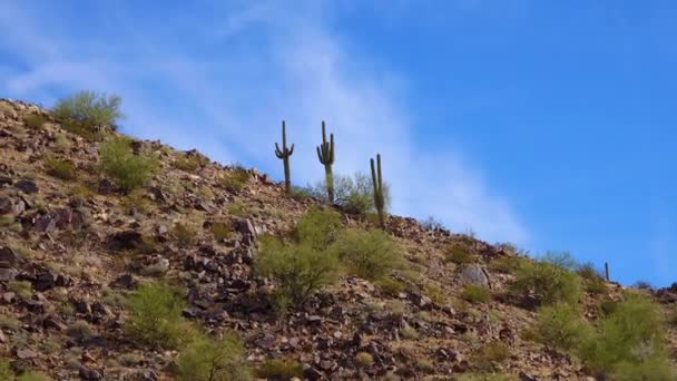 Uitzicht Een Saguaro Cactus Carnegiea Gigantea Vanaf Basis Arizona Cactussen — Stockvideo