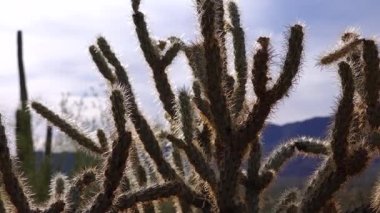 Arizona kaktüsü. Oyuncak ayı kollası (Cylindropuntia). Çölde farklı türde kaktüsler.. 