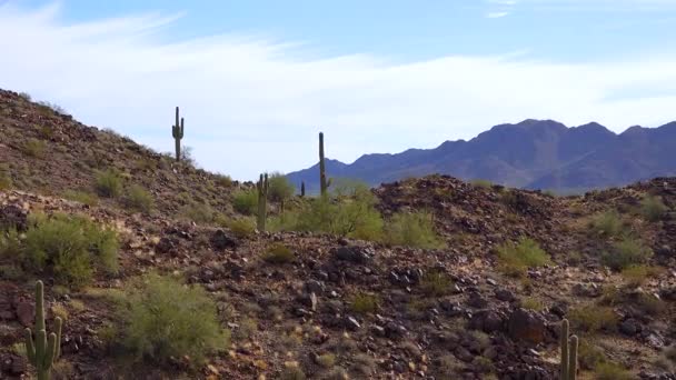 Tittar Upp Saguaro Kaktus Carnegiea Gigantea Från Dess Bas Kaktusar — Stockvideo