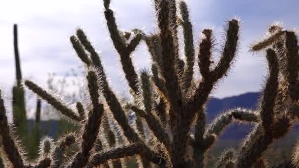 亚利桑那州仙人掌 Teddy Bear Cholla Cylindropuntia 沙漠中野生的不同种类的仙人掌 — 图库视频影像