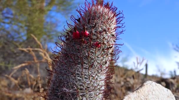 Grahamův Kaktus Bradavky Kaktus Rybí Háček Arizoně Mammillaria Grahamii Mammillaria — Stock video