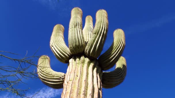 Una Vista Mirando Hacia Arriba Cactus Saguaro Carnegiea Gigantea Desde — Vídeos de Stock