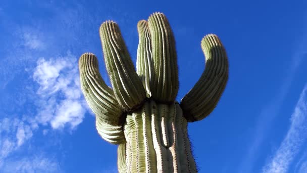 Vue Sur Cactus Saguaro Carnegiea Gigantea Depuis Base Cactus Arizona — Video