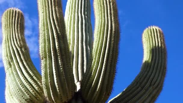 从它的底部俯瞰着萨瓜罗仙人掌的景色 亚利桑那州仙人掌 — 图库视频影像