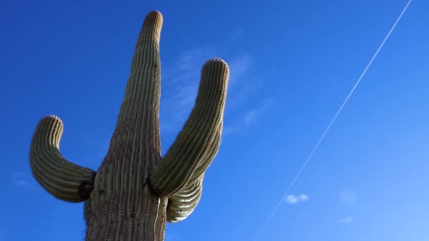 Μια Άποψη Αναζητούν Ένα Κάκτο Saguaro Carnegiea Gigantea Από Βάση — Αρχείο Βίντεο