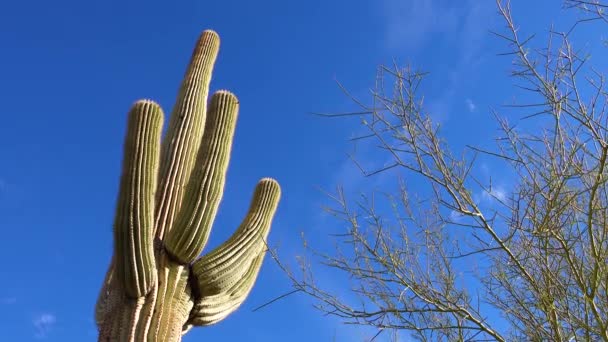 Tittar Upp Saguaro Kaktus Carnegiea Gigantea Från Dess Bas Kaktusar — Stockvideo