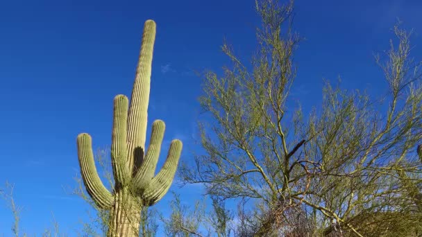 Una Vista Mirando Hacia Arriba Cactus Saguaro Carnegiea Gigantea Desde — Vídeos de Stock