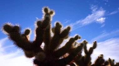Arizona kaktüsü. Oyuncak ayı kollası (Cylindropuntia). Çölde farklı türde kaktüsler.. 