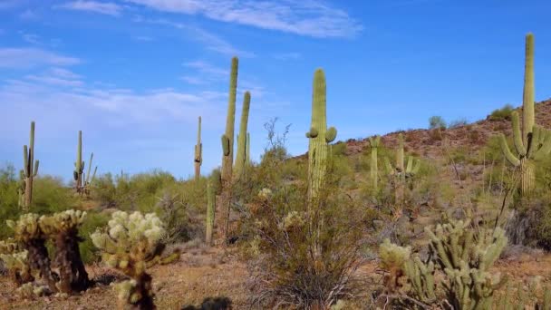 Grandes Cactus Arizona Contra Cielo Azul Paisaje Desértico Saguaro Cactuses — Vídeos de Stock