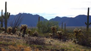 Arizona 'da büyük bir kaktüs mavi gökyüzüne karşı, çöl manzarası. Çölde Saguaro Kaktüsleri (Carnegiea gigantea), ABD