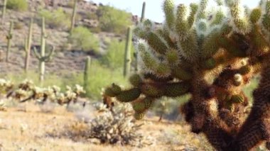 Arizona kaktüsü. Oyuncak ayı kollası (Cylindropuntia). Çölde farklı türde kaktüsler.. 