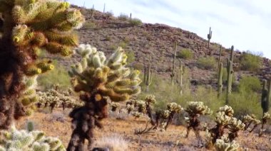Arizona kaktüsü. Oyuncak ayı kollası (Cylindropuntia). Çölde farklı türde kaktüsler.. 