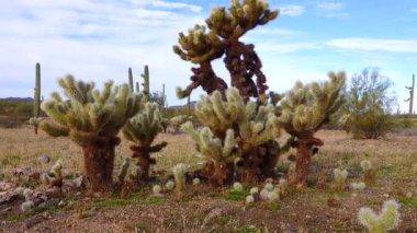 Arizona kaktüsü. Oyuncak ayı kollası (Cylindropuntia). Çölde farklı türde kaktüsler.. 