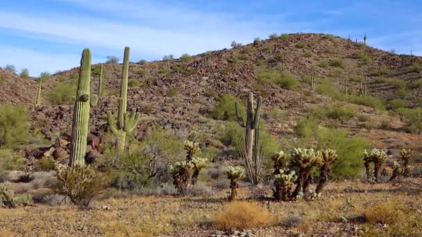 Grote Cactussen Arizona Tegen Een Blauwe Lucht Woestijnlandschap Saguaro Cactussen — Stockvideo