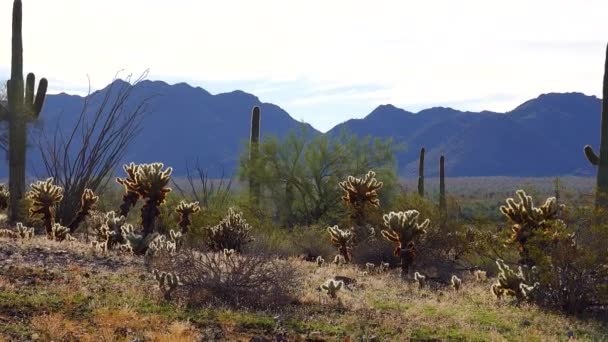 Grote Cactussen Arizona Tegen Een Blauwe Lucht Woestijnlandschap Saguaro Cactussen — Stockvideo