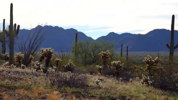 Stora Kaktusar Arizona Mot Blå Himmel Ökenlandskap Saguaro Cactuses Carnegiea — Stockvideo