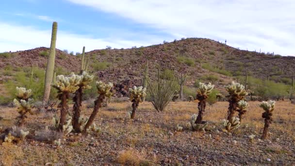 Arizona Cacti Teddy Bear Cholla Cylindropuntia Different Types Cacti Wild — Stock Video